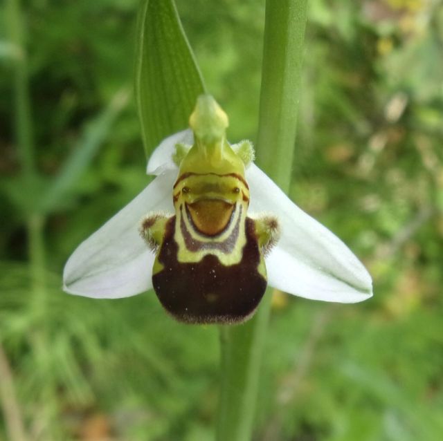 Ophrys apifera